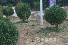 天气渐热，，，，，五月花灌木的修剪要点